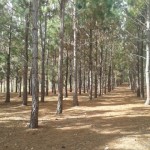 sandyhill1.jpg